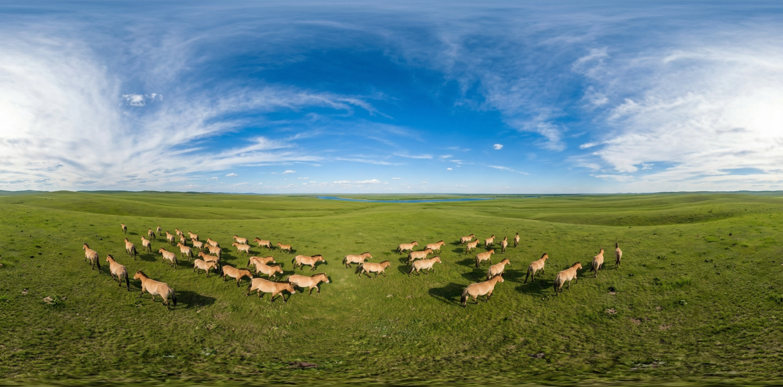 生命律动：蒙古大草原上的普氏野马群自由奔袭