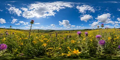 GPT Image 2.0提示词：360°黄花菜花海全景写实摄影